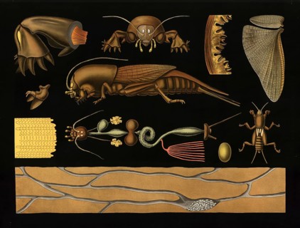Scientific illustration with details, mole cricket, Gryllotalpa vulgaris, school picture, authentic