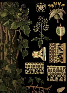 Scientific illustration with details, ivy, Hedera helix, school picture, authentic reproduction of