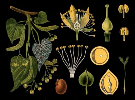 Scientific illustration with details, winter linden tree, Tilia parvifolia, school picture,