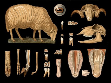 Scientific illustration with details, sheep, Ovis aries, school picture, authentic reproduction of