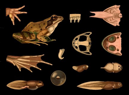 Scientific illustration with details, common frog, rana temporaria, school picture, authentic