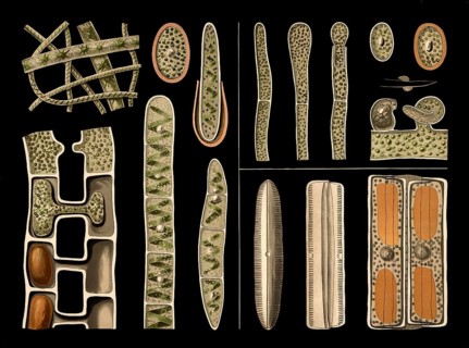 Scientific illustration with details, freshwater algae, screw algae, spirogyra and diatom,