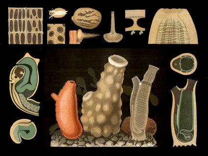 Scientific illustration with details, freshwater sponge, spongilla, school picture, authentic