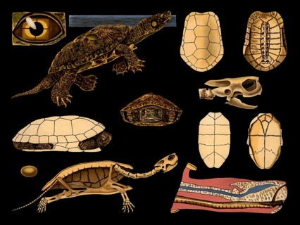 Scientific illustration with details, European swamp turtle, Emys europaea, school picture,
