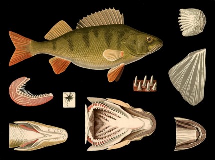 Scientific illustration with details, river perch, Perca fluviatilis, school picture, authentic