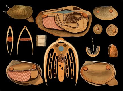Scientific illustration with details, common pond mussel, Anodonta anatina, school picture,
