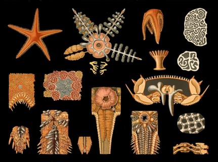 Scientific illustration with details, starfish, Asteropecten aurantiacus, school picture, authentic