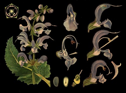 Scientific illustration with details, meadow sage, salvia pratensis, school picture, authentic