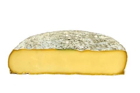 Cross-section of a Saint-Nectaire cheese on a white background. Puy de Dome. Auvergne. France