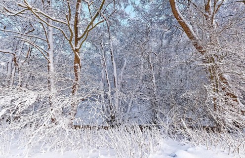 The onset of winter with snow in a forest and wetland in Hamburg's Vier- und Marschlanden near