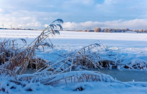 Reed grass on a frozen moat after the onset of winter with snow in Hamburg's Vier- und Marschlanden