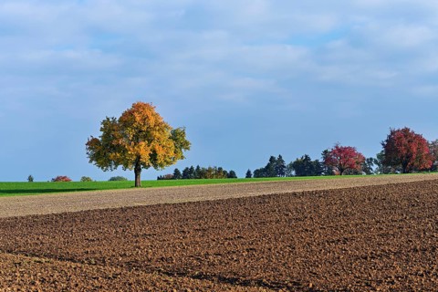 Discoloured pear tree (Pyrus), standing in a meadow, Beinwil, Freiamt, Canton Aargau, Switzerland
