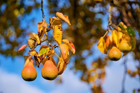 Ripe fruit Pear from pear tree (Pyrus), Beinwil, Freiamt, Canton Aargau, Switzerland