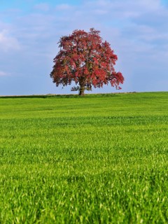 Red discoloured pear tree (Pyrus), standing in a meadow, Beinwil, Freiamt, Canton Aargau,