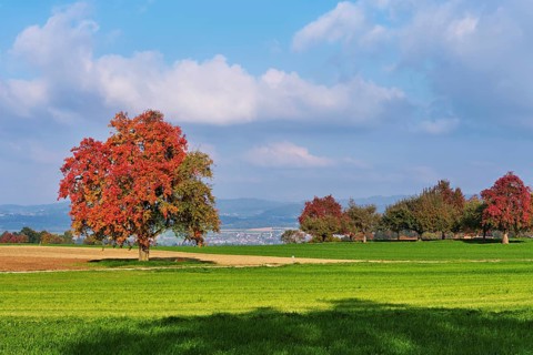 Red coloured pear trees (Pyrus), standing in a meadow, Beinwil, Freiamt, Canton Aargau, Switzerland