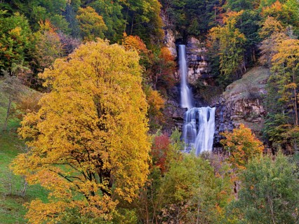 Autumn-coloured sycamore maple (Acer pseudo plantanus), at the Diesbach waterfall, Canton Glarus,