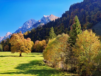 Autumn-coloured sycamore maple (Acer pseudo plantanus), against a mountain backdrop, Canton Glarus,