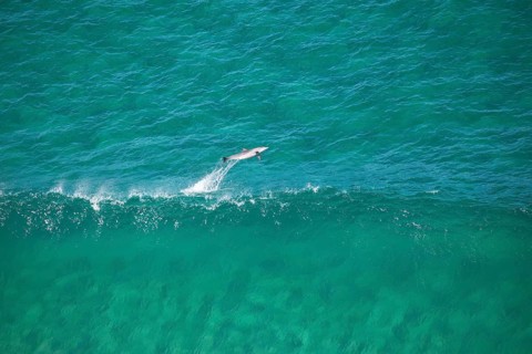 Day time view of dolphin jumping with waves near Byron Bay light house, New South Wales, Australia