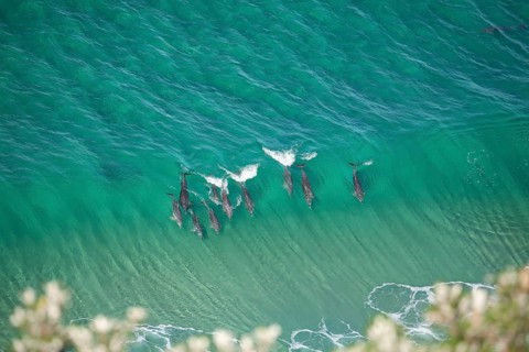 A pod of dolphins swims through turquoise waves near the iconic lighthouse in crystal clear water.