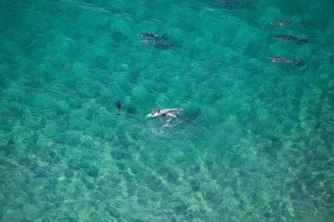 Day time view of dolphin group playing together near Byron Bay light house in turquoise water, New