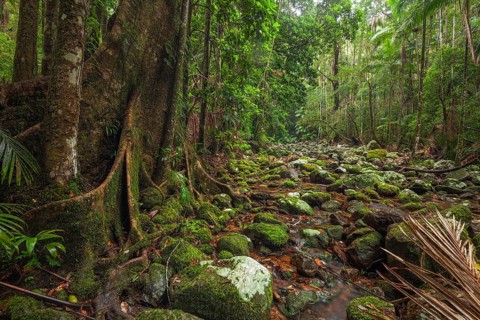 Ancient subtropical Gondwana rainforest with strangler fig at Repentance Creek, Minyon Falls track,