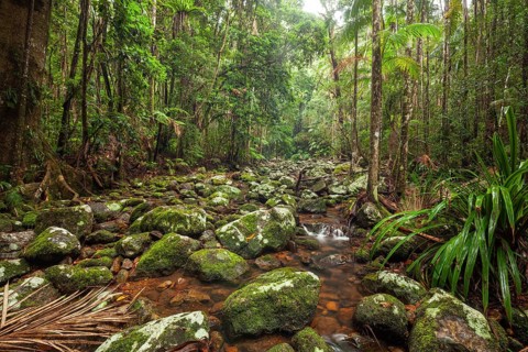 Creek flows through ancient subtropical Gondwana forest at Repentance Creek on Minyon Falls track,