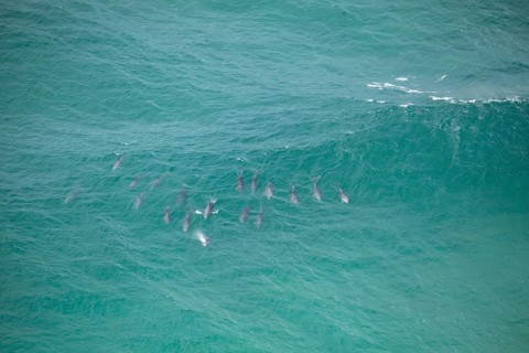 Daytime view of dolphin group swimming past Byron Bay lighthouse in turquoise water, New South