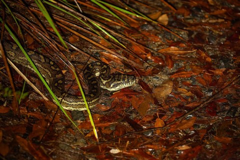Night time downward view of carpet python waiting on path at Minyon Falls track, Lismore, Nightcap