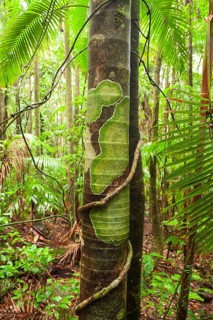 Ree with lichen and vine on Minyon Falls track, Lismore, New South Wales, Australia