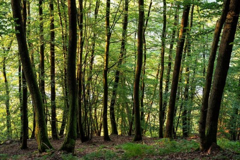 Beech forest in the evening light. Rhein-Neckar District, Baden-Württemberg, Germany