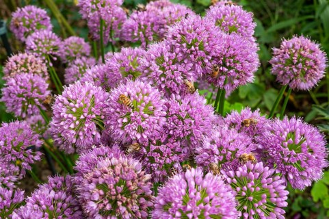 Bees on flowering ornamental leeks (Allium) in a garden