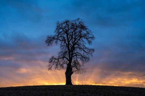 Solitary pear tree (Pyrus) at sunset with sunbeams. Rhine-Neckar district, Baden-Württemberg,