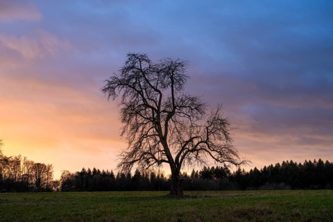 Single standing pear tree (Pyrus) at sunset, coloured clouds. Rhine-Neckar district,