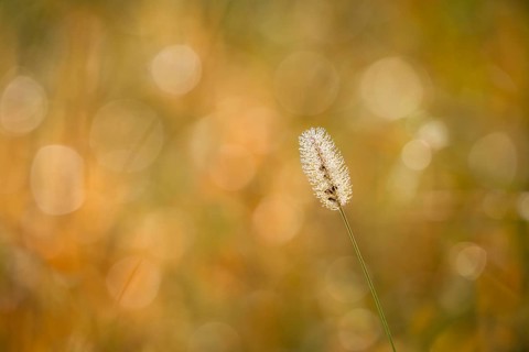 Blooming grass, single flower, in sunlight, blurred background