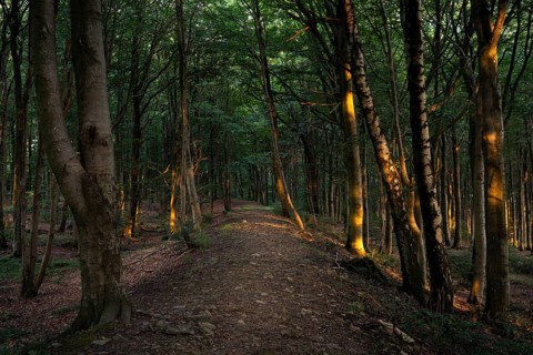 Forest path and forest in the evening light. Donnersberg, Rhineland-Palatinate, Germany