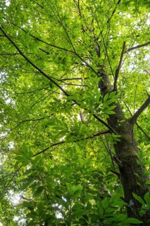 Chestnut tree (Castanea sativa) in the forest. Rhine-Neckar district, Baden-Württemberg, Germany