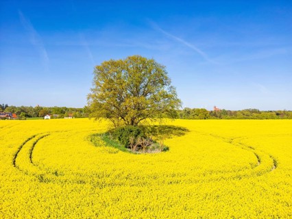 Aerial view, drone photo: A single tree in a field with flowering rape (Brassica napus), in the