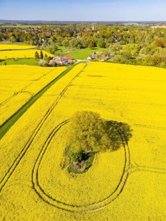Aerial view, drone photo: A single tree in a field with flowering oilseed rape (Brassica napus),