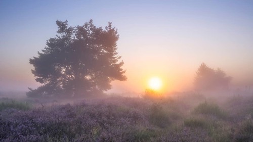 A pine tree in the blooming Mehlinger Heide at sunrise. Fog and backlight. Mehlinger Heide Nature
