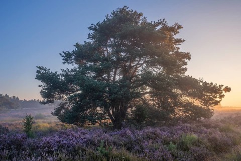 A pine tree in the blooming Mehlinger Heide at sunrise. Mehlinger Heide Nature Reserve, Mehlingen,