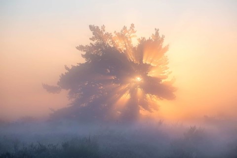 A pine tree in the blooming Mehlinger Heide at sunrise. Fog, fog rays and backlight. Mehlinger