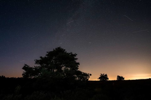 Pines in the blooming Mehlinger Heide. Night view, starry sky, Milky Way and Perseids. Mehlinger