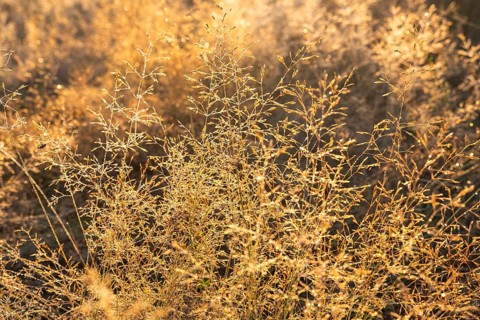 Grasses in the Mehlinger Heide at sunrise. Mehlinger Heide Nature Reserve, Mehlingen,