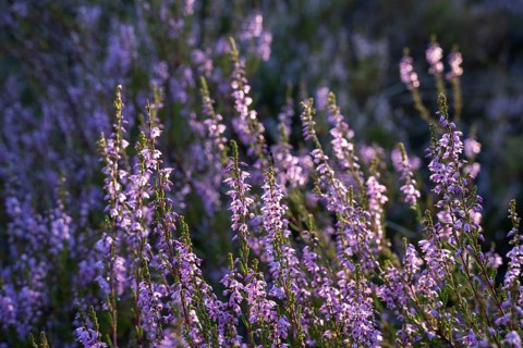 Blooming heather. Mehlinger Heide Nature Reserve, Mehlingen, Rhineland-Palatinate, Germany