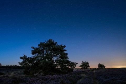 Pines in the blooming Mehlinger Heide. Blue hour and starry sky and individual Perseids. Mehlinger