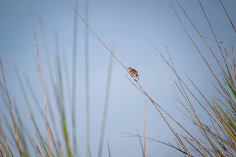 Vleycist Warbler (Cisticola tinniens) sitting on a blade of grass in the swamp, Mabamba Swamp, Lake