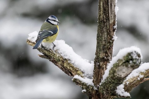 Blue tit (Parus caerulea), Emsland, Lower Saxony, Germany