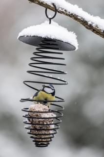 Blue tit (Parus caerulea) in a tit dumpling dispenser, Emsland, Lower Saxony, Germany