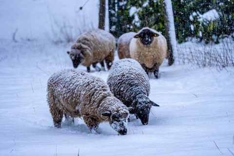 Winter weather, blowing snow, sheep on a snowy pasture, looking for food, thick fur, Elfringhauser