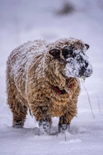 Winter weather, blowing snow, sheep on a snowy pasture, looking for food, thick fur, Elfringhauser
